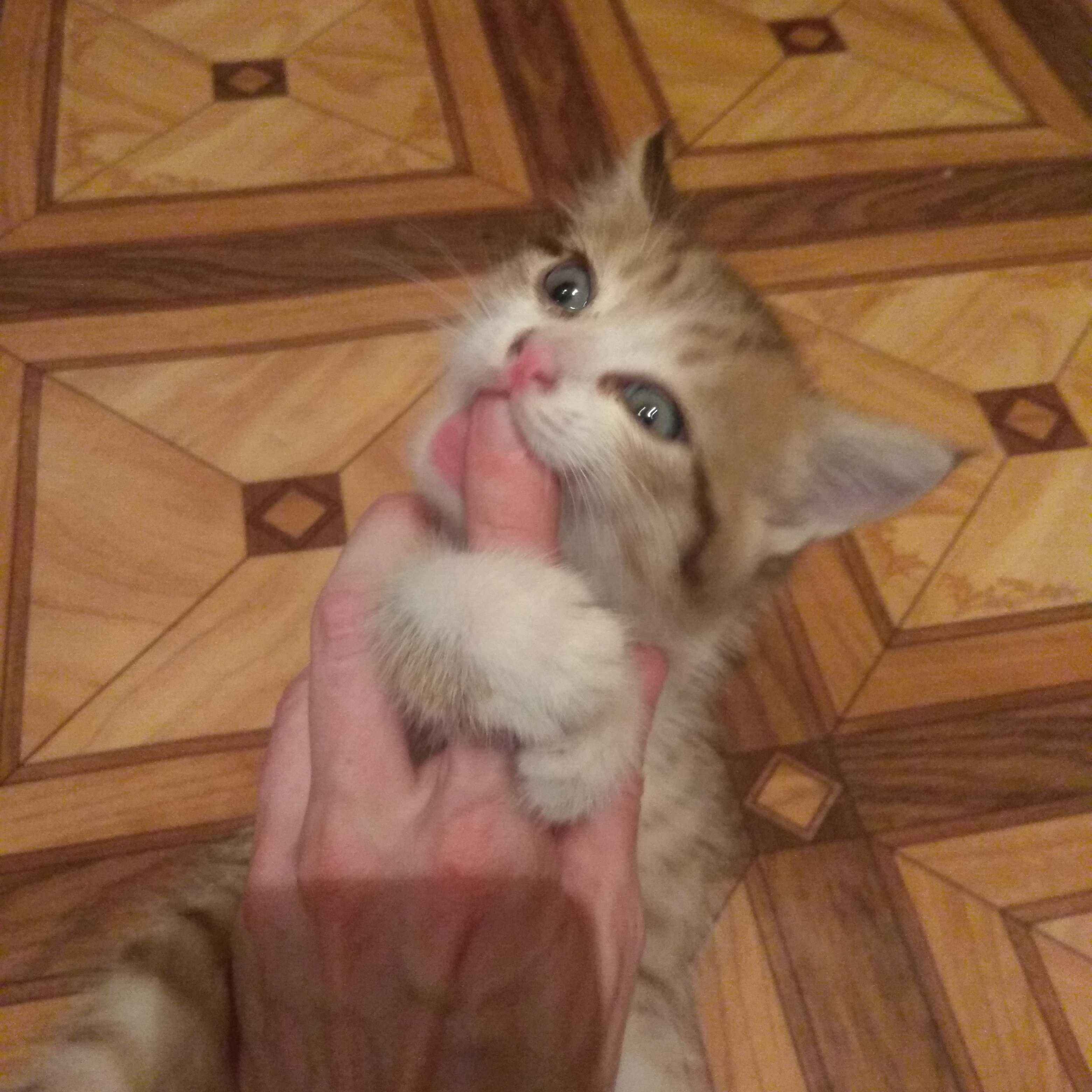 Отдам котёнка даром
