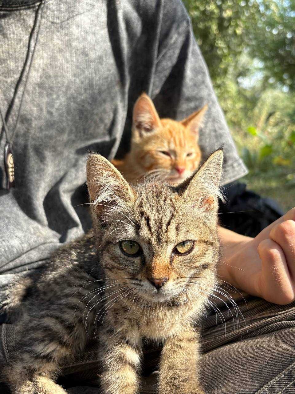 Кошечка ищет дом