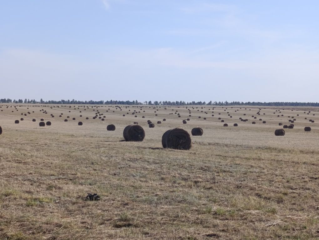 Сено в рулонах житняк 120 тый