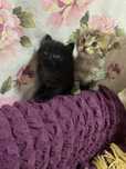 Котята 1,5 месяца