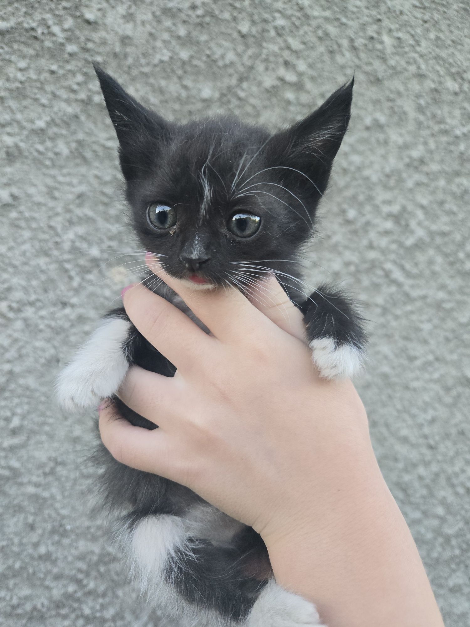 Котята бесплатно