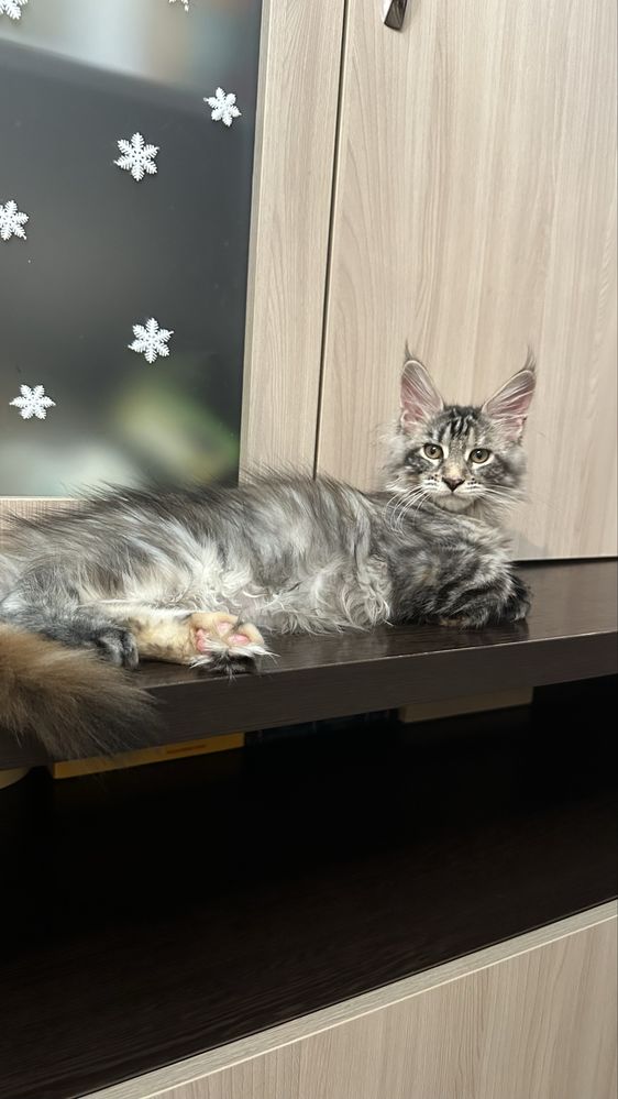 Продажа котят бронь Мейн-Куна