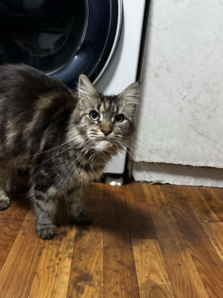 котята хорошенькие