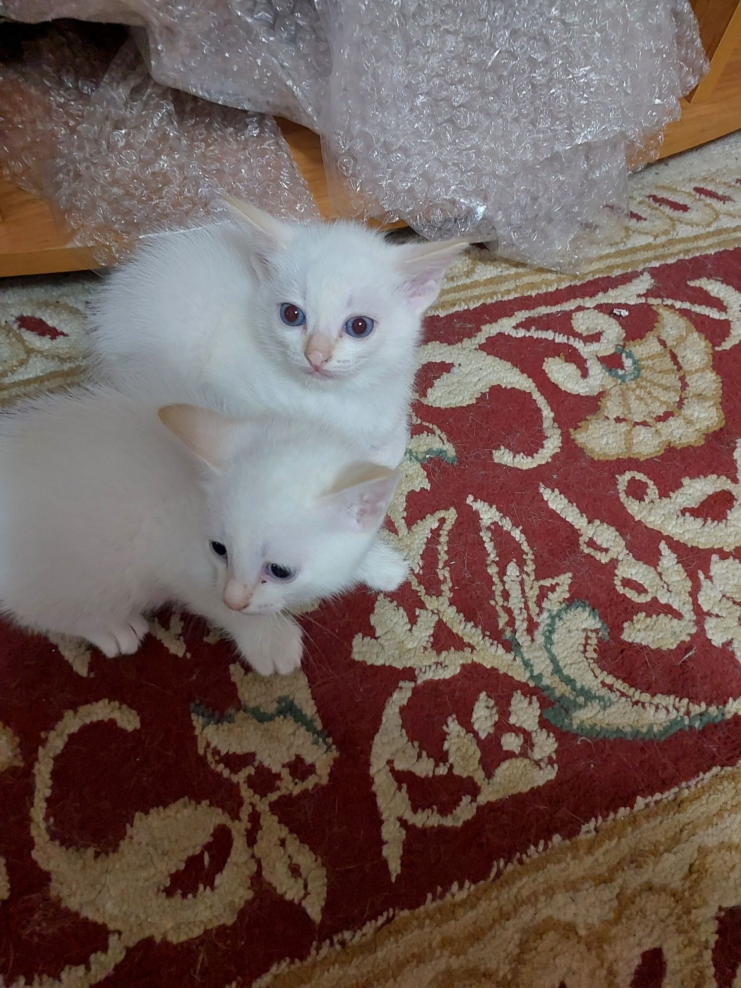 Кошки отдам даром