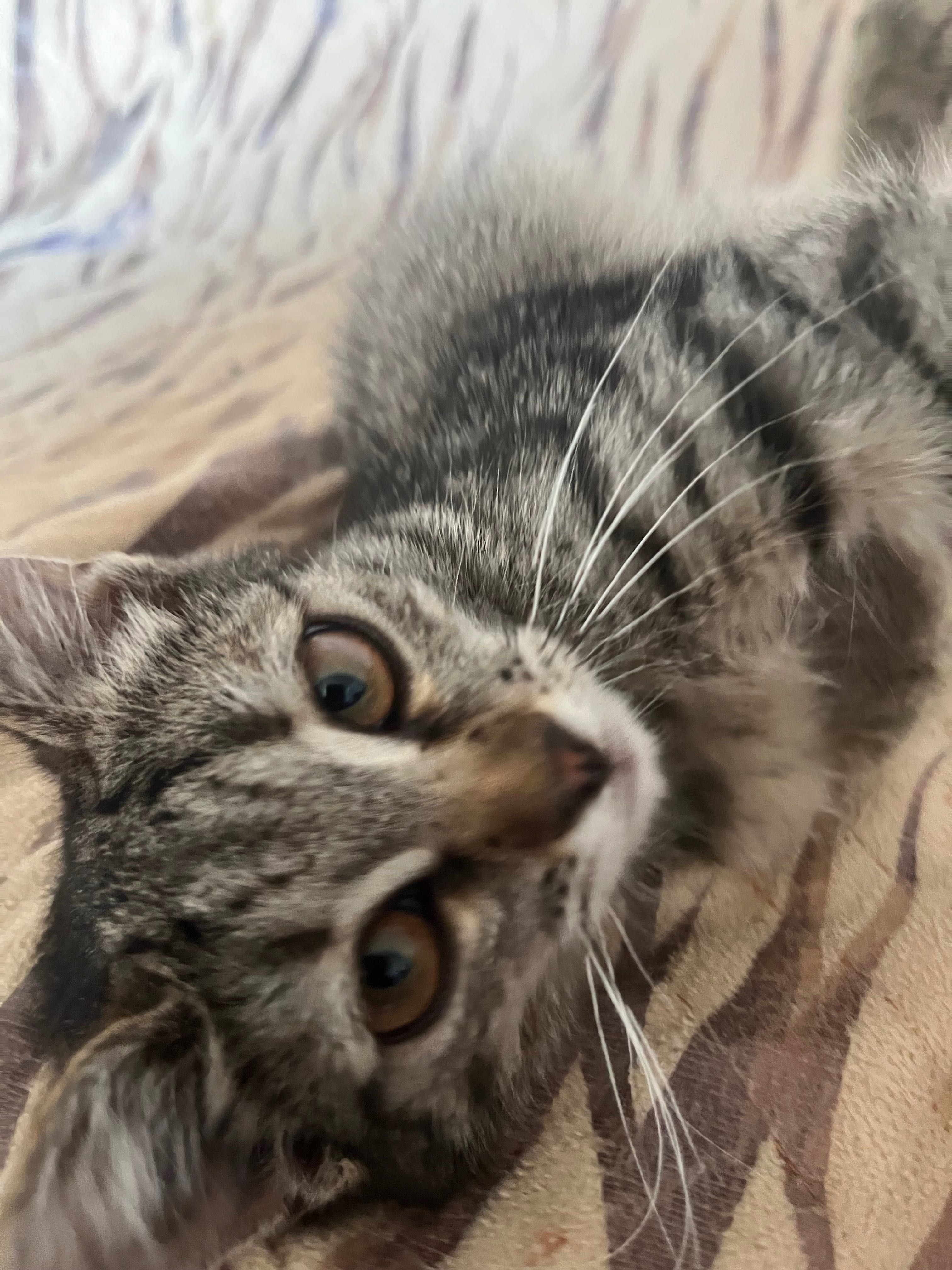 Котенок девочка в добрые руки