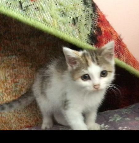 Котенок ищет семью и дом