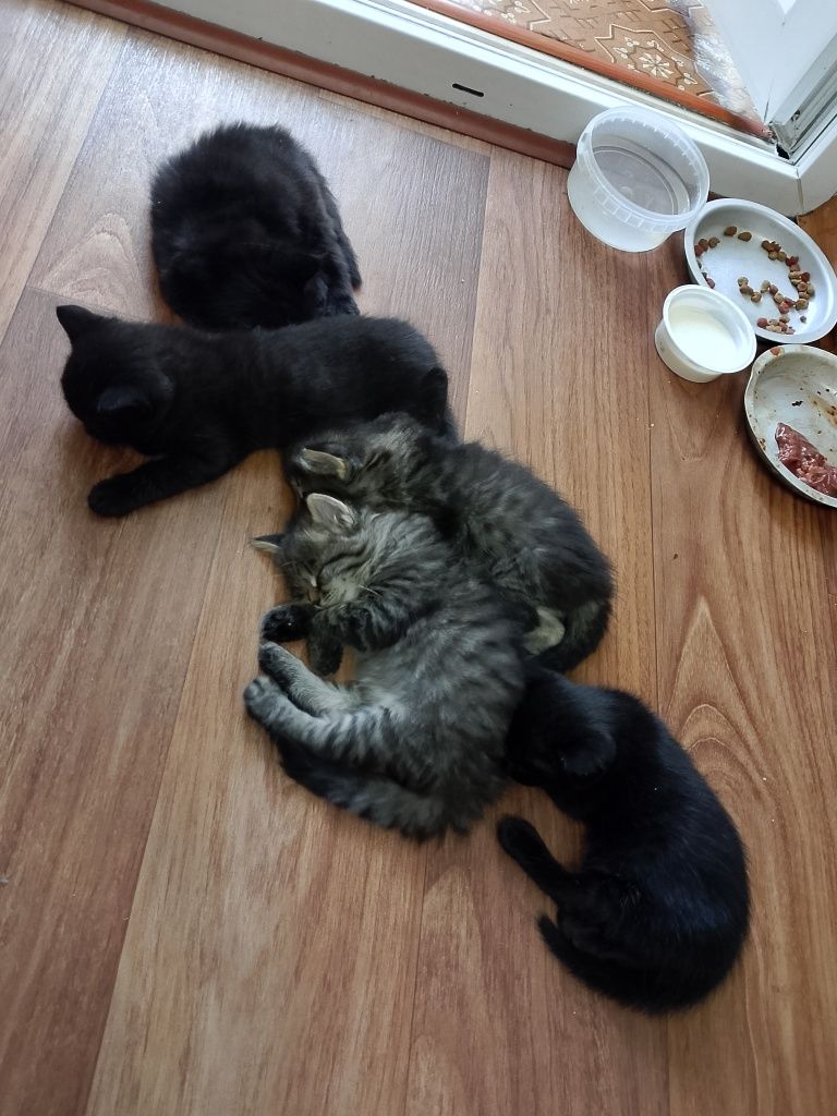 Подарим красивых котят