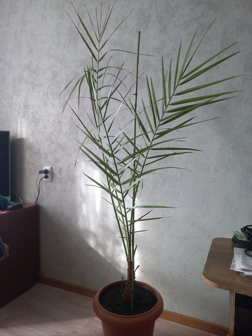 Продам комнатные  цветы.