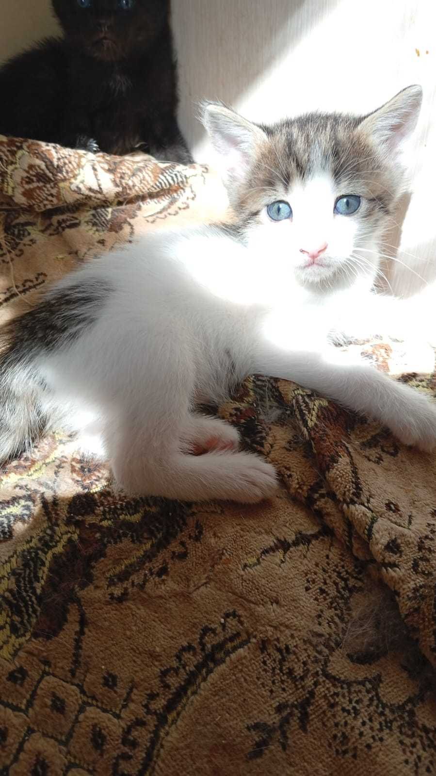 Кошки  и котята в добрые руки