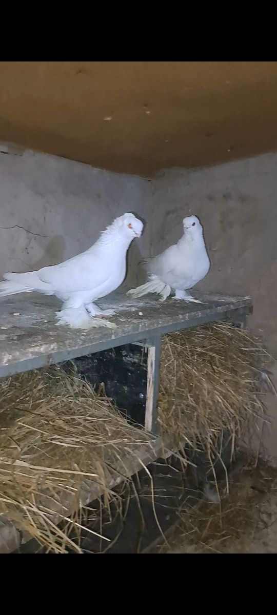 Голуби домашние с