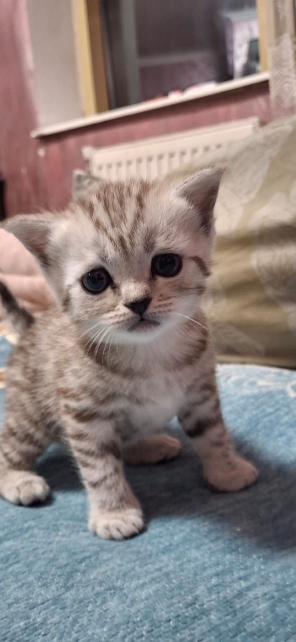 Продам котенка Шатланку