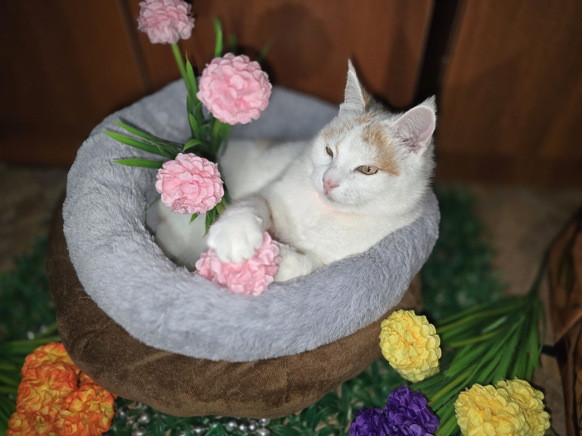 Снежана красавица