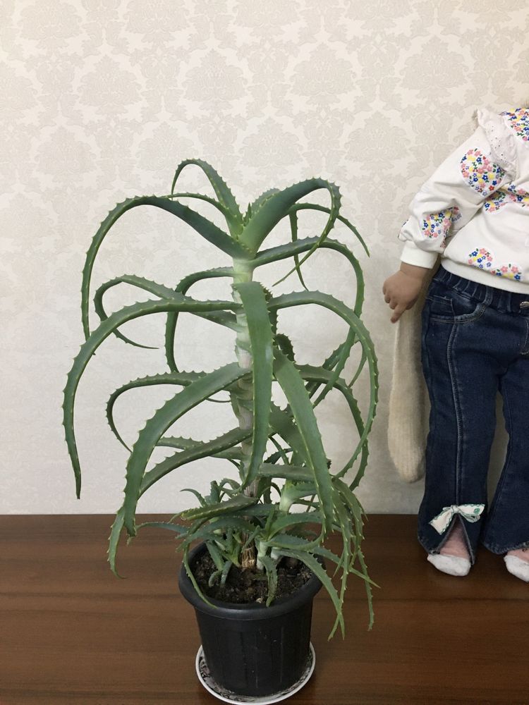 Продаю алое разные: алое вера и древовидный