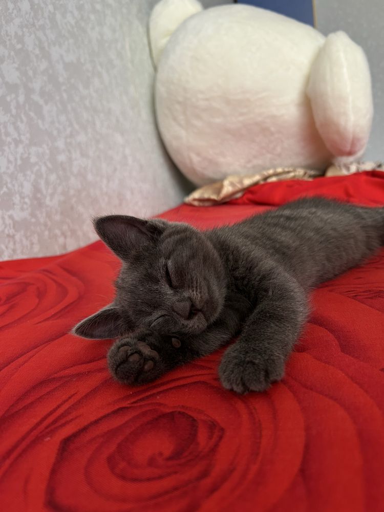 Ищем новый дом для котенка
