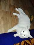 Отдам кота в хорошие руки