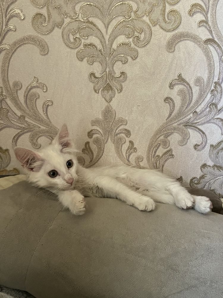 Отдам кошечку в добрые руки!