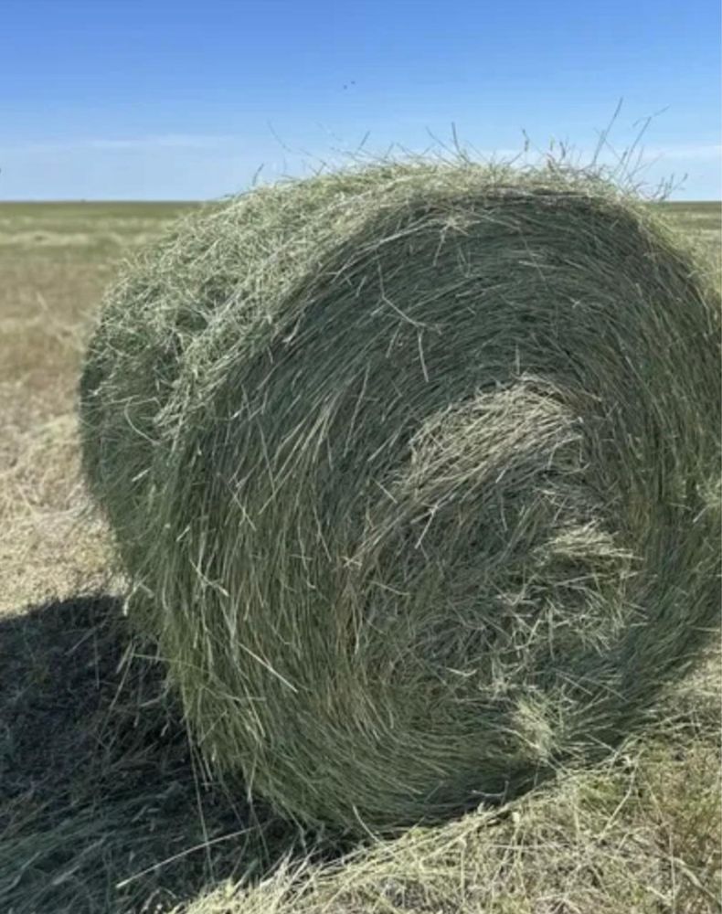 Таза житняк шөбі сатылады