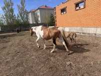 Продам лошадь с жеребенком