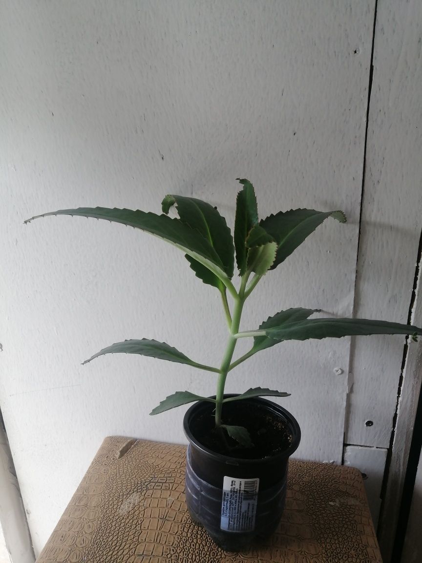 Продам комнатные цветы