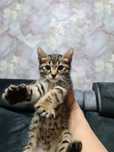 Бенгальский котенок