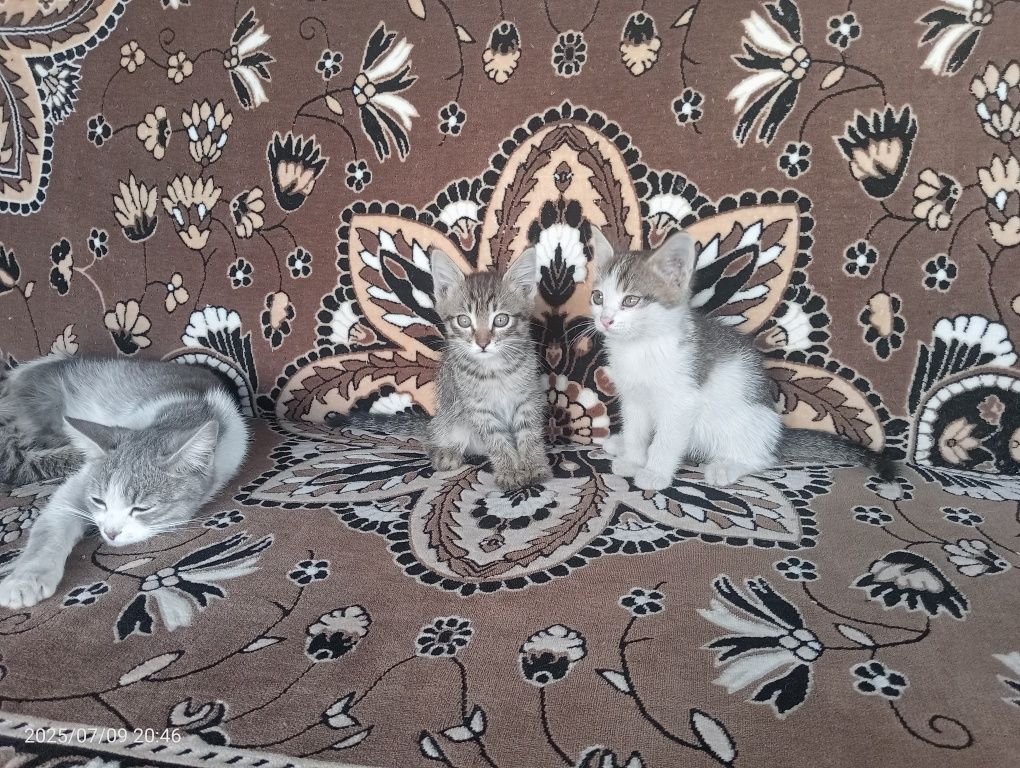 Отдам котят бесплатно.