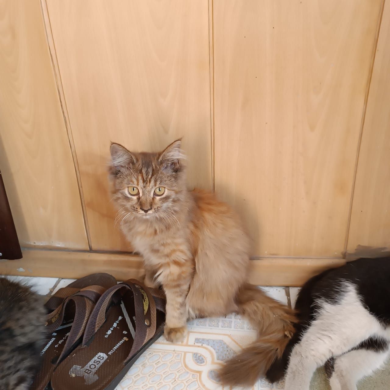 Котенок- девочка