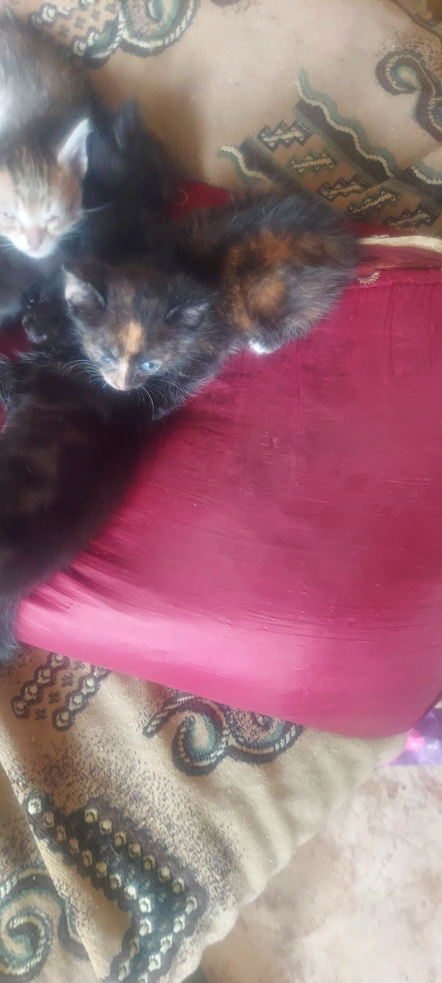 Отдам котят! Отдам котят! Возраст 1месяц. Кушают всё. От кошки мышелов