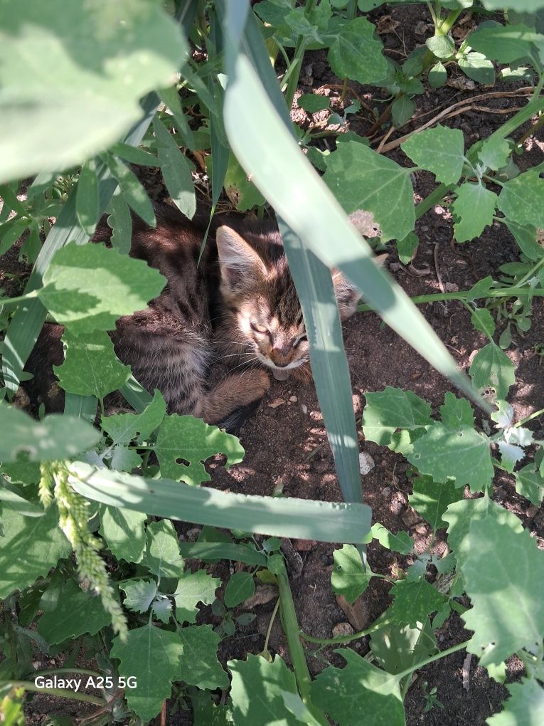 кошка или котята