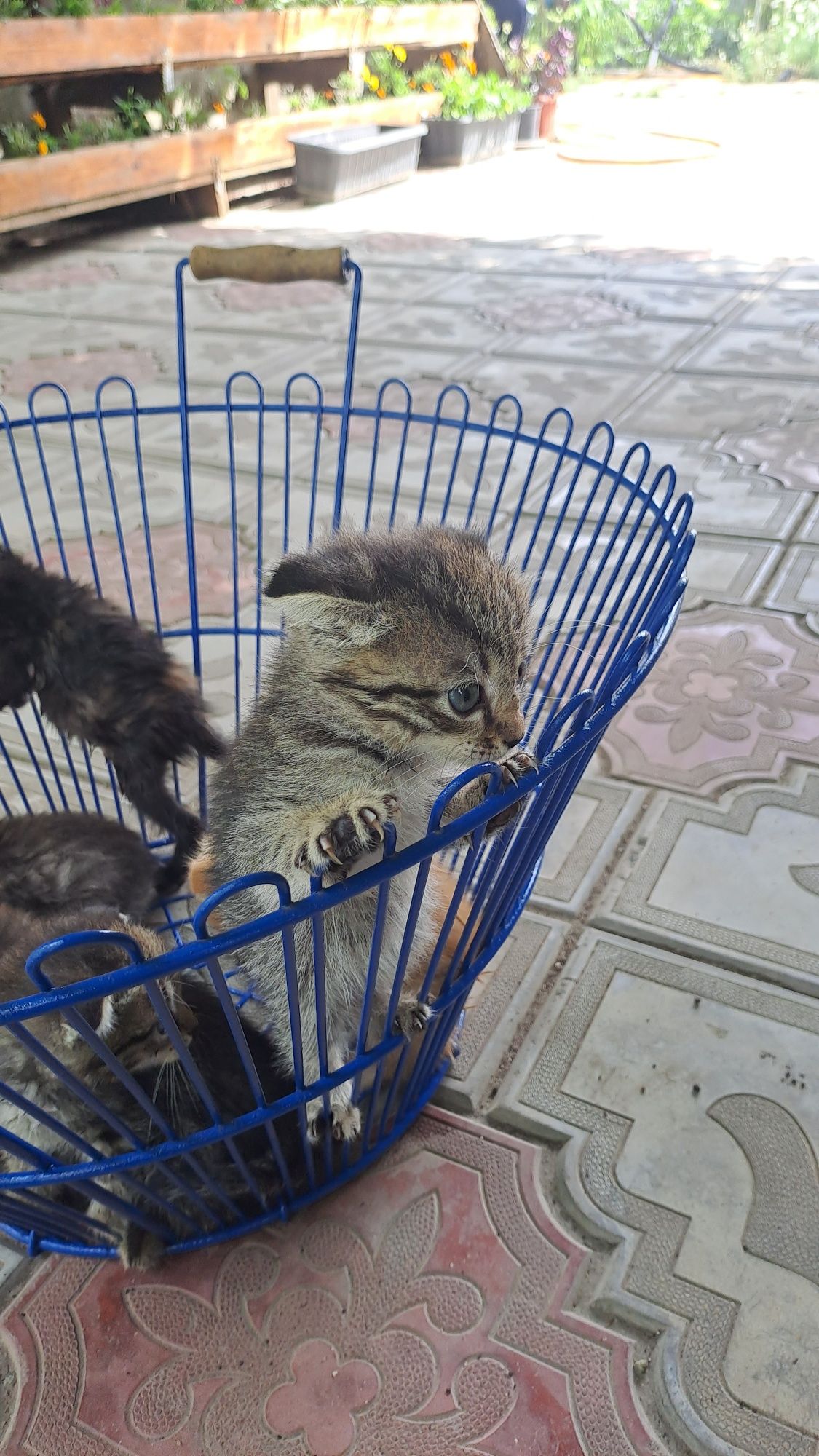 Продам вислоухих котят