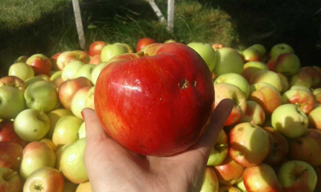 Продается Дом (Пасека) 40 сот., п. Календарка  (с.о. Секисовка)
