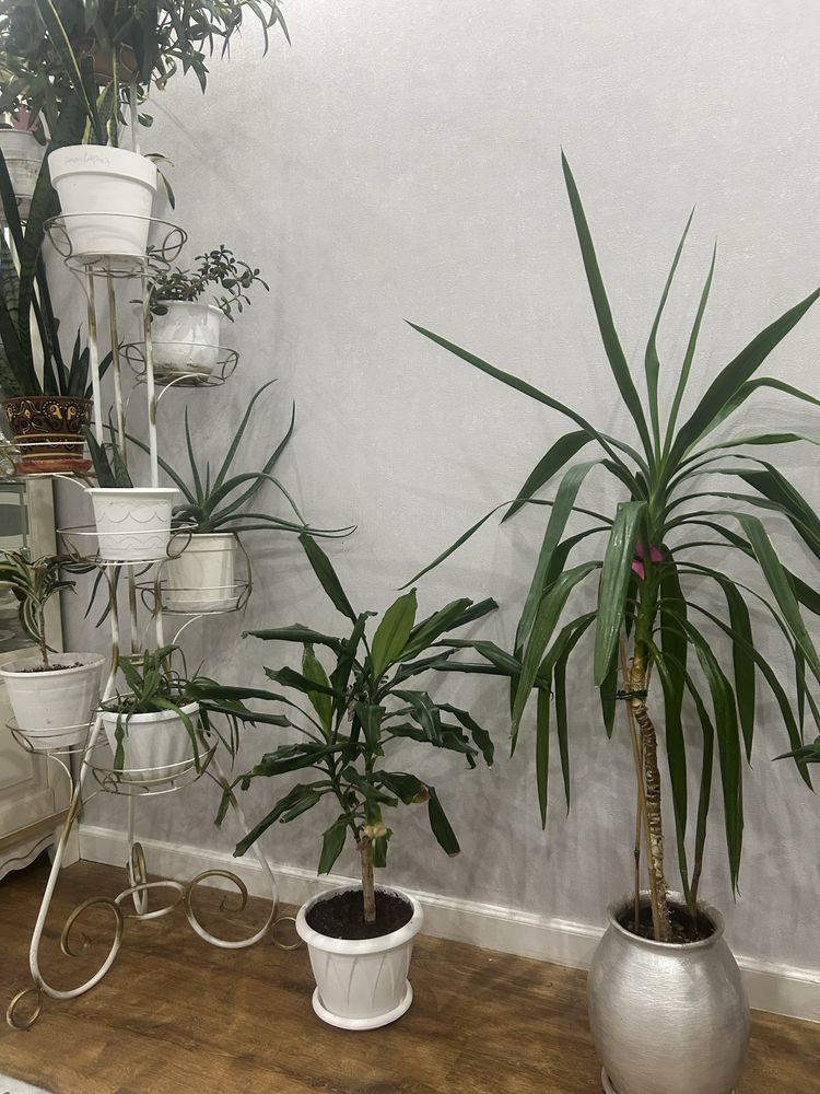 Продам комнатные цветы ,разные