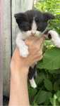 Мальчик. Котенок.