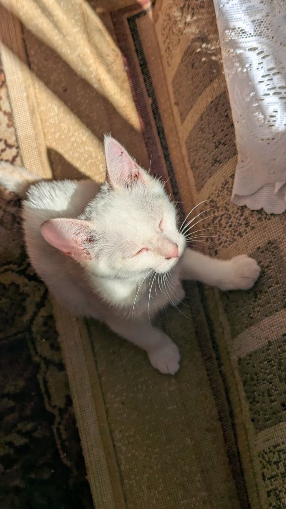 Котенок ищет дом