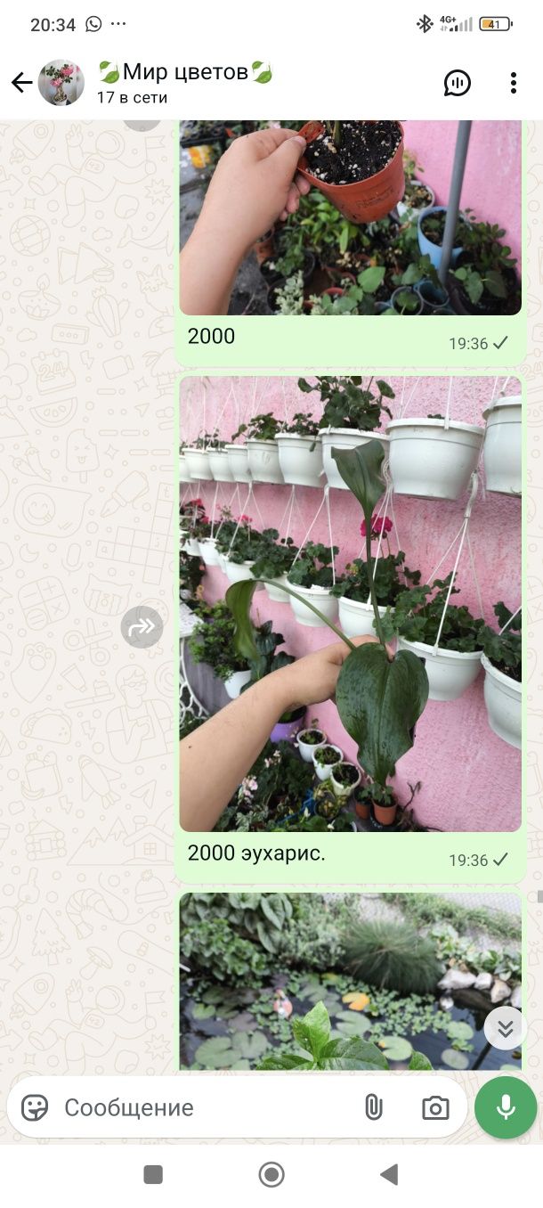 Цветы комнатные растения в ассортименте
