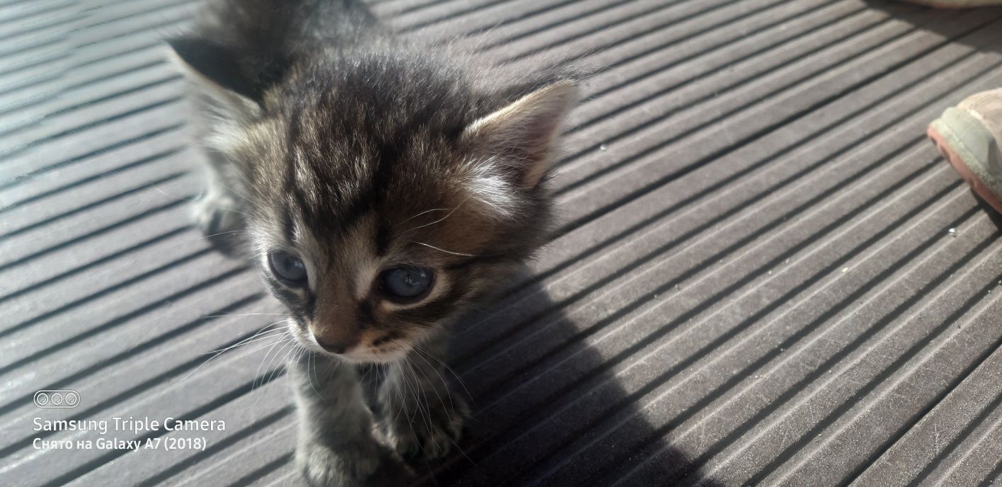 Котята ищут дом в добрые руки