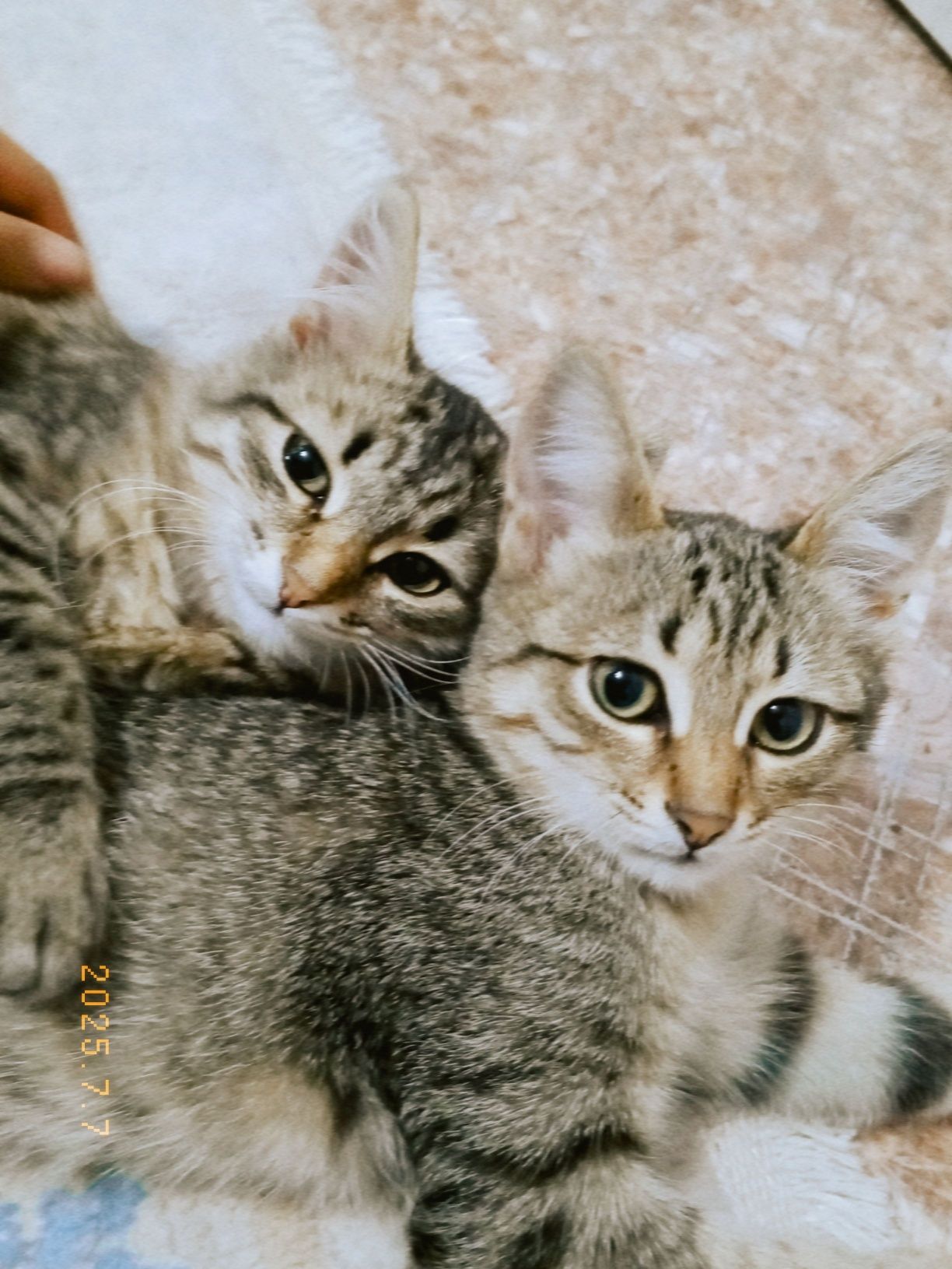 Отдам котят в добрые руки.