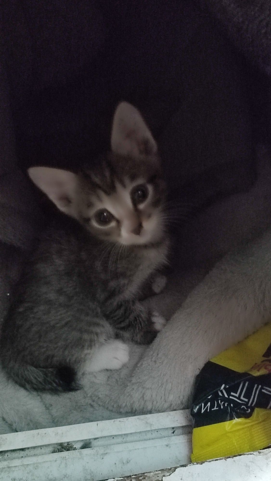 Котята отдам в хорошие руки