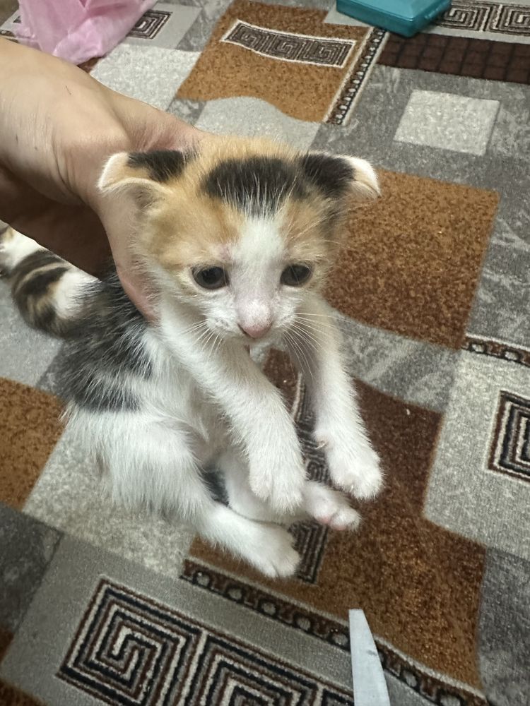 Котята вислоухие