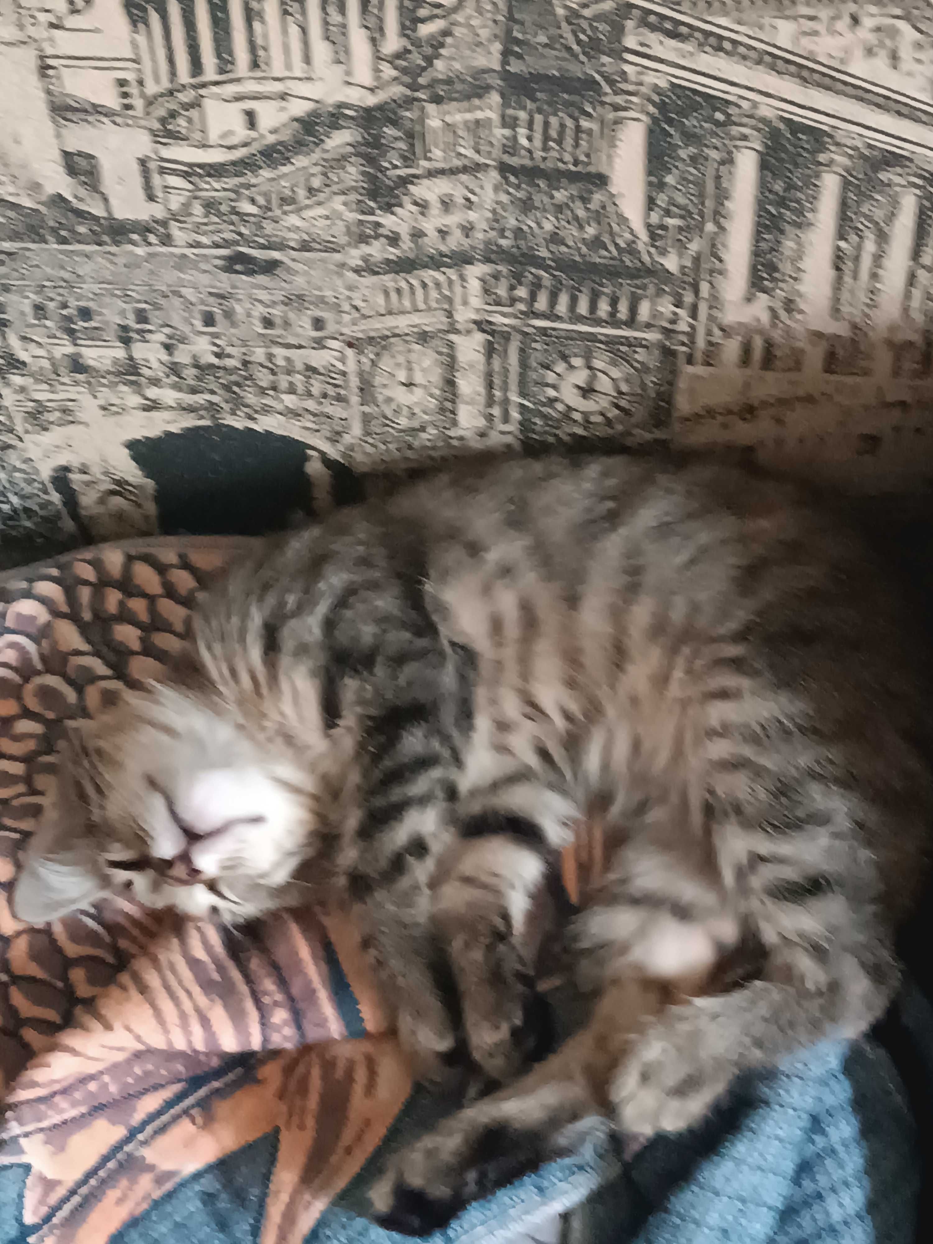 Отдам котят в хорошие руки.