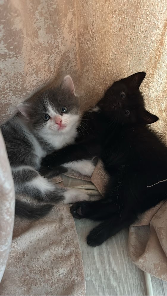 Отдам кошку и котёнка