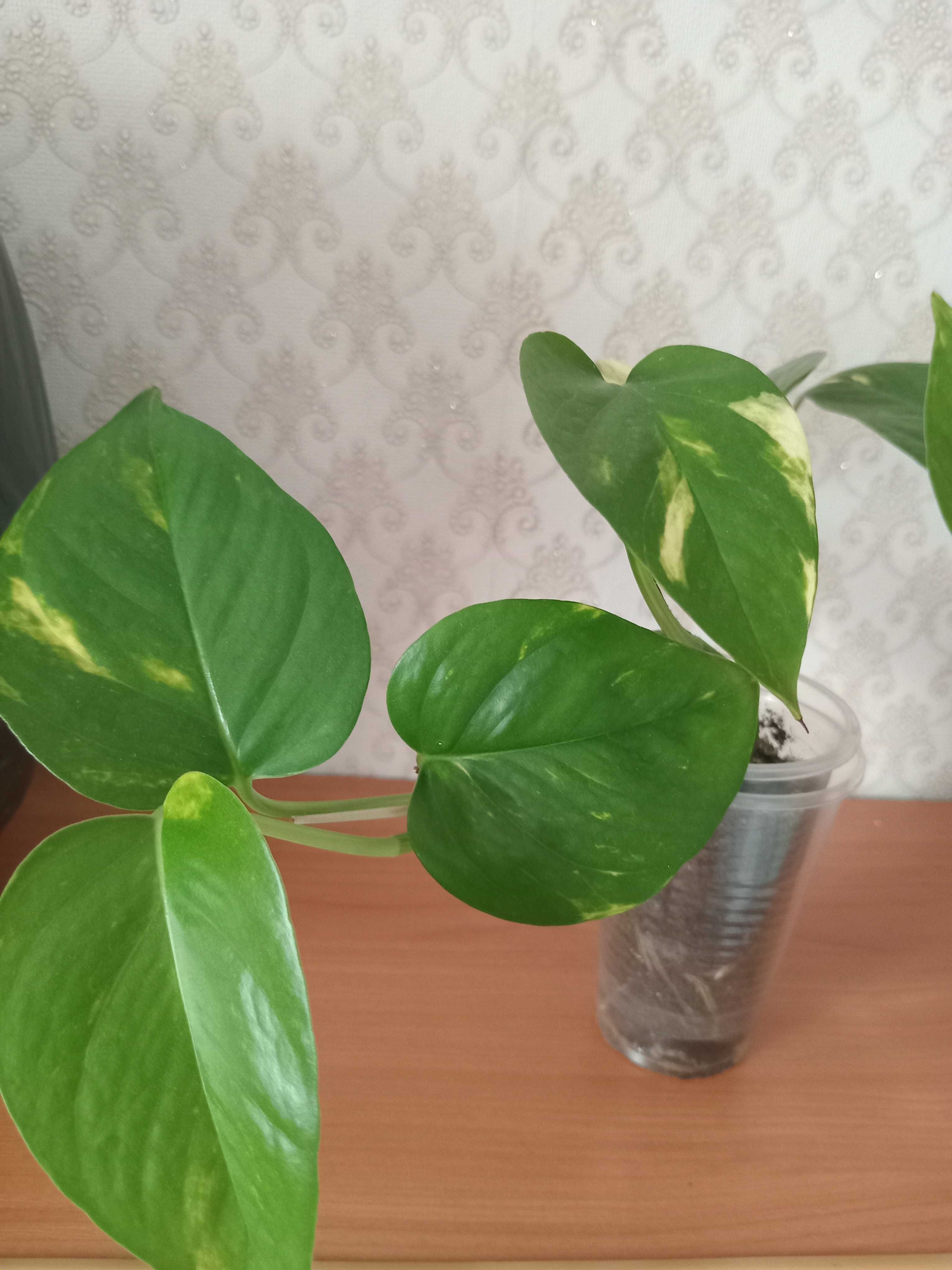 Продам сциндапсус