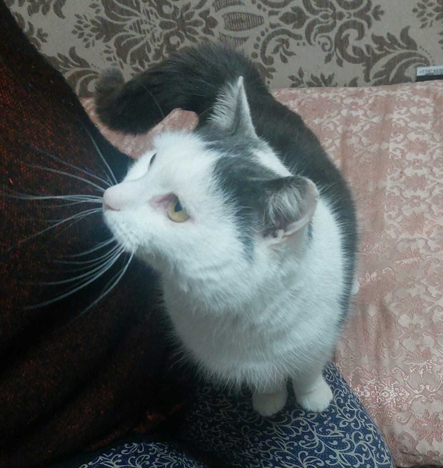 Кот Янис в ответственные руки