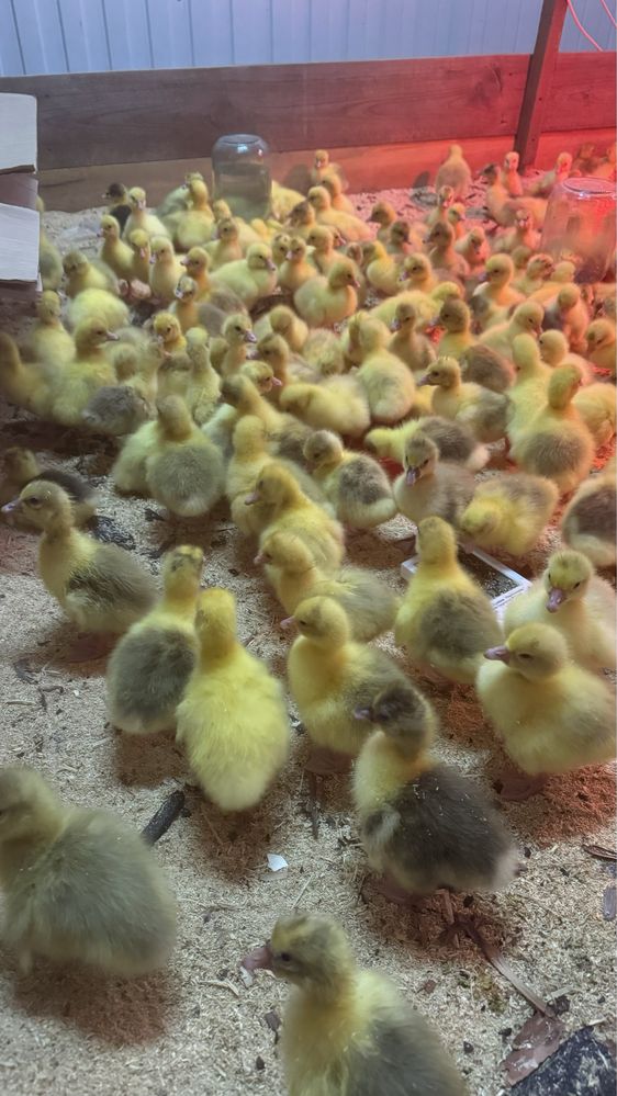 Продам гусята суточные