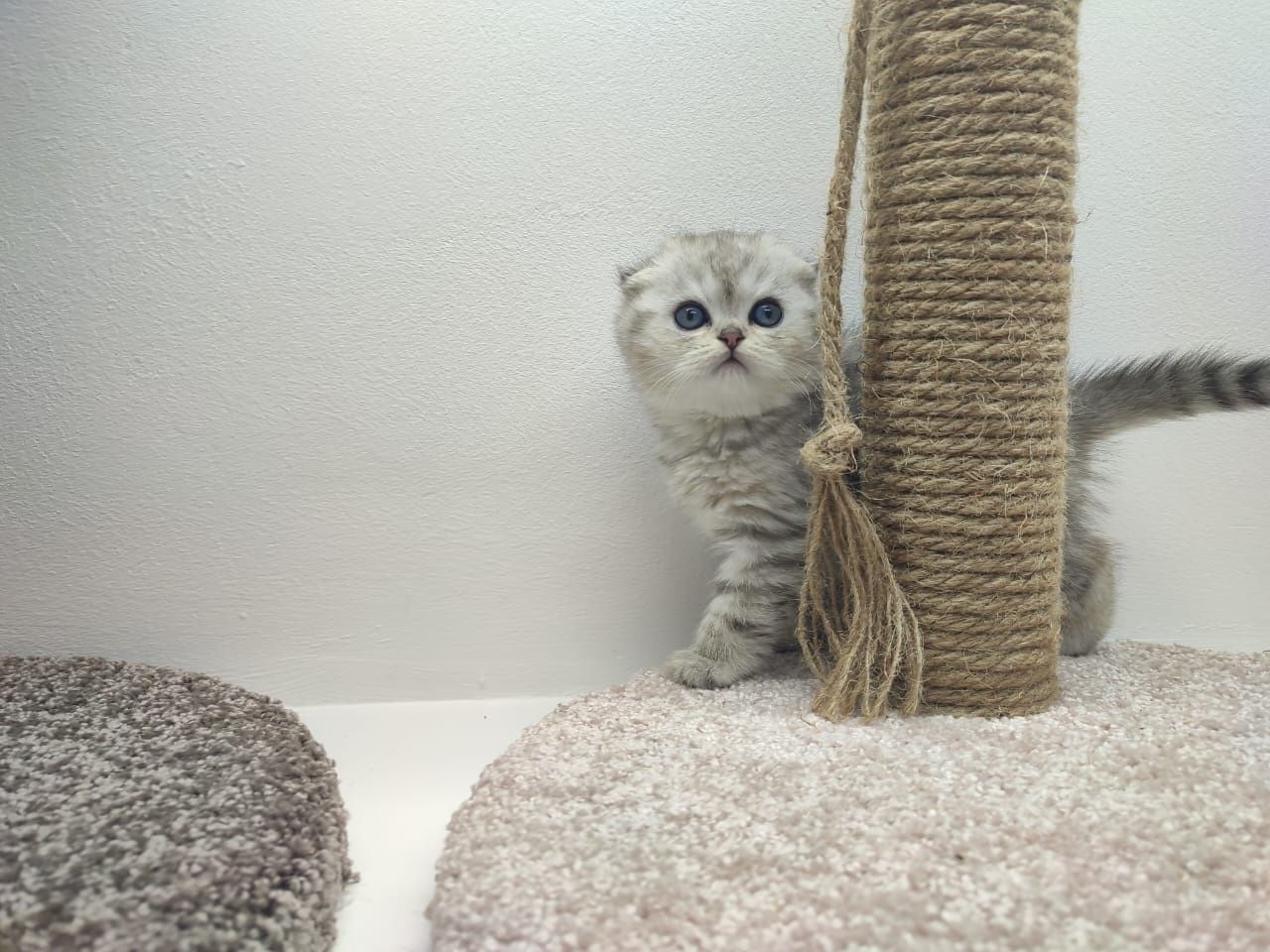 Шотландские котята вислоушки