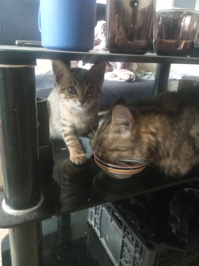Продаются котята