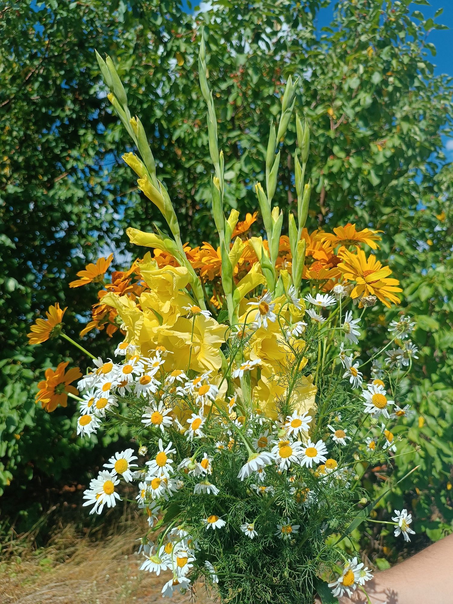 Ромашки, гладиолусы/ цветы/букеты