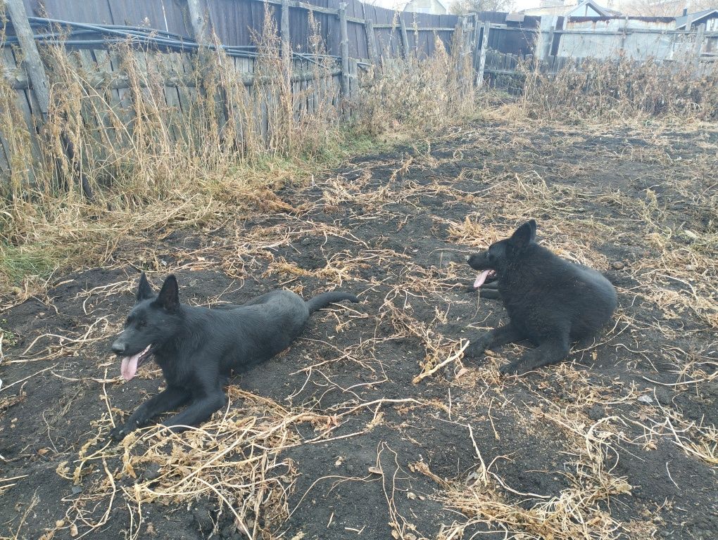 Продам чистокровных щенков немецкой овчарки, редкого чёрного окраса!
