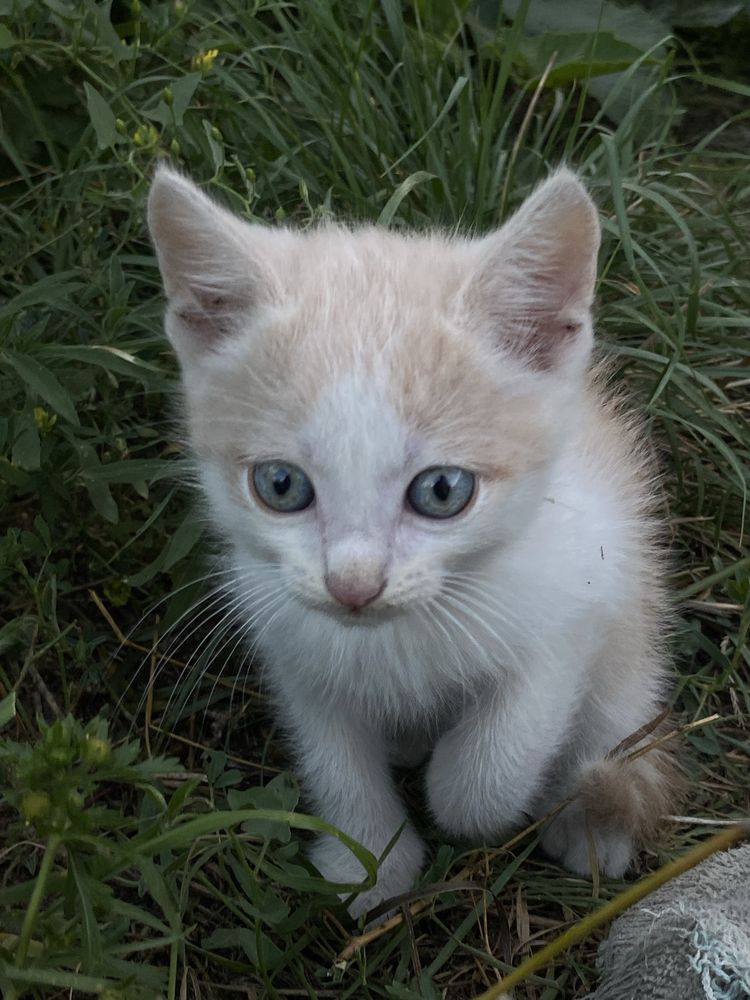 Отдадим котят в хорошие руки!