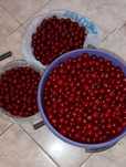 Продам вишню местная