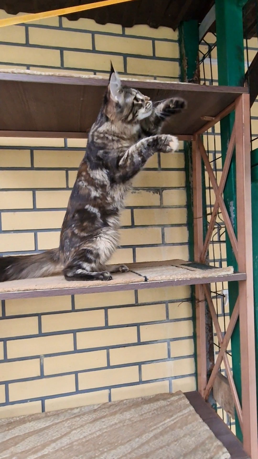 Мейн-кун котенок Оливия.